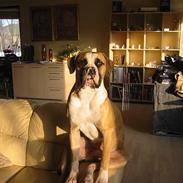 Amerikansk bulldog zeus