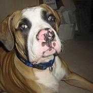 Amerikansk bulldog zeus