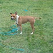 Amerikansk staffordshire terrier appels eye (nelly)