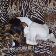 Dansk svensk gaardhund Smut