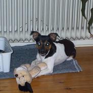 Dansk svensk gaardhund Smut