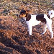 Dansk svensk gaardhund Smut