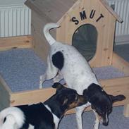 Dansk svensk gaardhund Smut