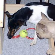 Dansk svensk gaardhund Smut