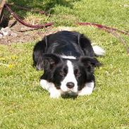 Border collie Chili