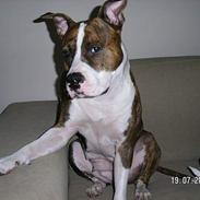 Amerikansk staffordshire terrier Bella