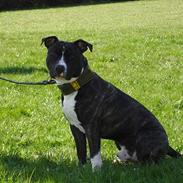 Amerikansk staffordshire terrier Taz..