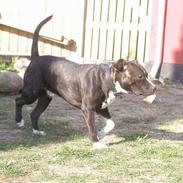 Amerikansk staffordshire terrier Taz..