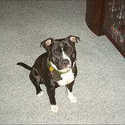 Amerikansk staffordshire terrier Taz..