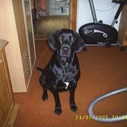 Blanding af racer tøsen