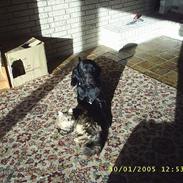 Blanding af racer tøsen