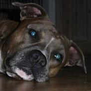 Amerikansk staffordshire terrier zeus