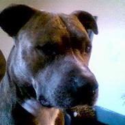 Amerikansk staffordshire terrier zeus