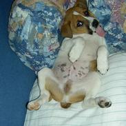 Dansk svensk gaardhund Kvik