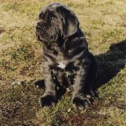 Mastino napoletano Dommergaardens Alexandros