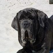 Mastino napoletano Dommergaardens Alexandros