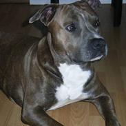 Amerikansk staffordshire terrier zeus