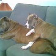 Amerikansk staffordshire terrier zeus