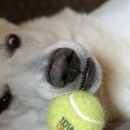 Hvid Schweizisk Hyrdehund Gilbert RIP 05-08-2011