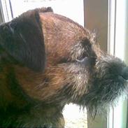 Border terrier Buster Oregon Mortensen