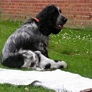 Cocker spaniel perle