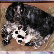 Cocker spaniel perle