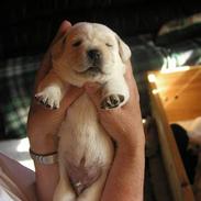 Labrador retriever Rolex