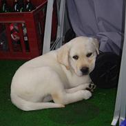 Labrador retriever Rolex