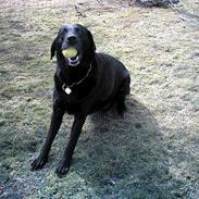 Blanding af racer Miss Sophie - afdød