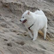 Samojedhund laika