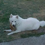 Samojedhund laika