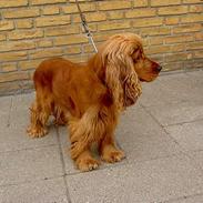 Cocker spaniel Tika