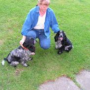 Cocker spaniel perle