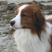 Kooikerhondje Miki