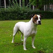 Amerikansk bulldog juffi