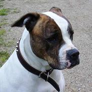 Amerikansk bulldog juffi