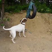 Amerikansk bulldog juffi