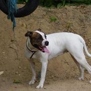 Amerikansk bulldog juffi