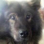 Eurasier Bella