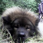 Eurasier Bella