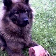 Eurasier Bella