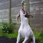 Amerikansk bulldog juffi