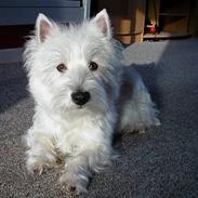 West highland white terrier Cabby