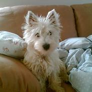 West highland white terrier Cabby
