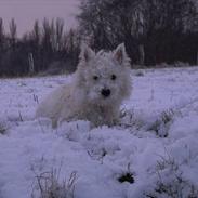 West highland white terrier Cabby