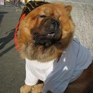 Chow chow carlo