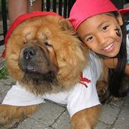 Chow chow carlo