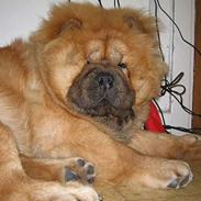 Chow chow carlo