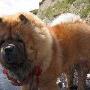 Chow chow carlo