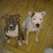 Amerikansk staffordshire terrier milla